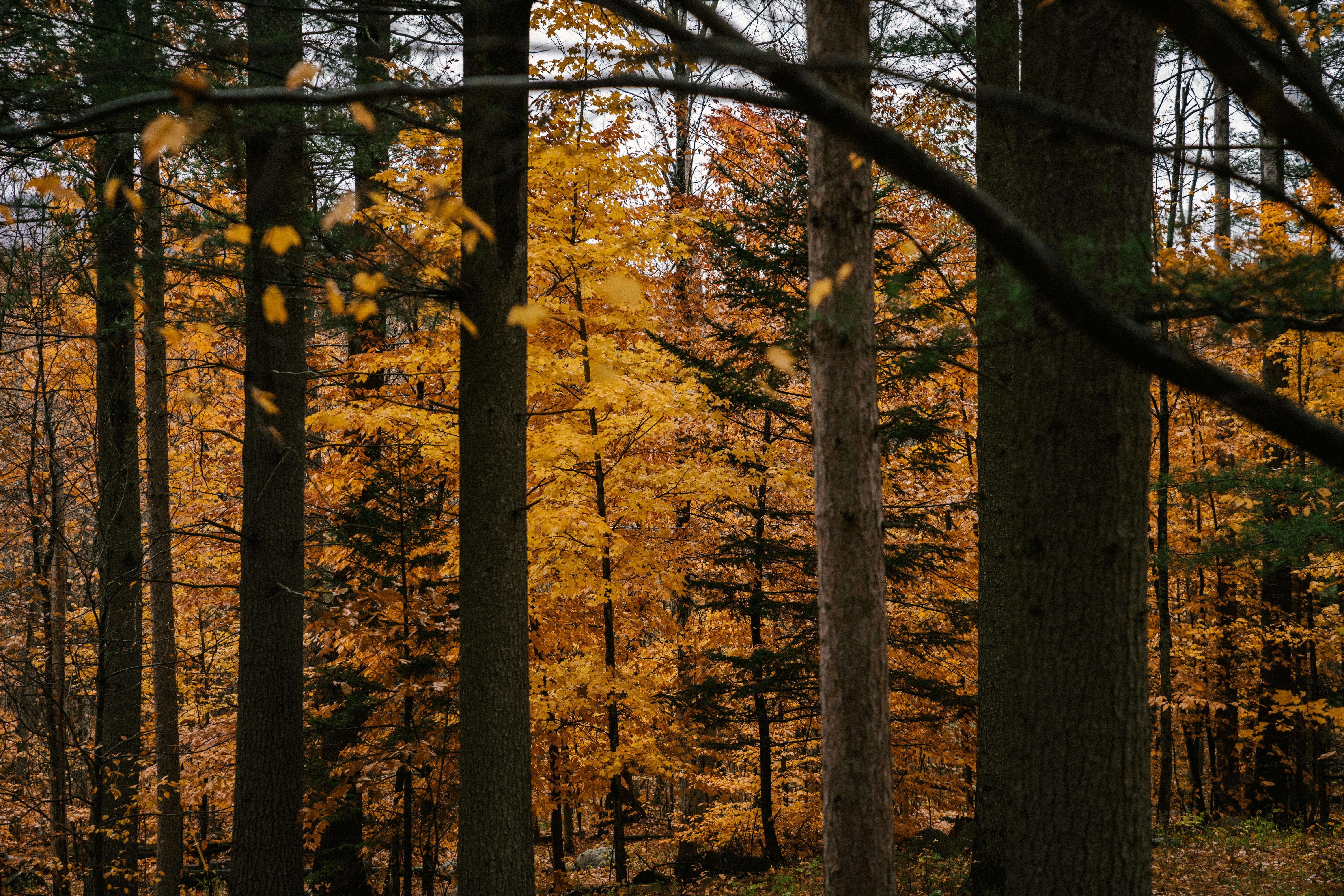 picturesque autumnal woods with golden trees