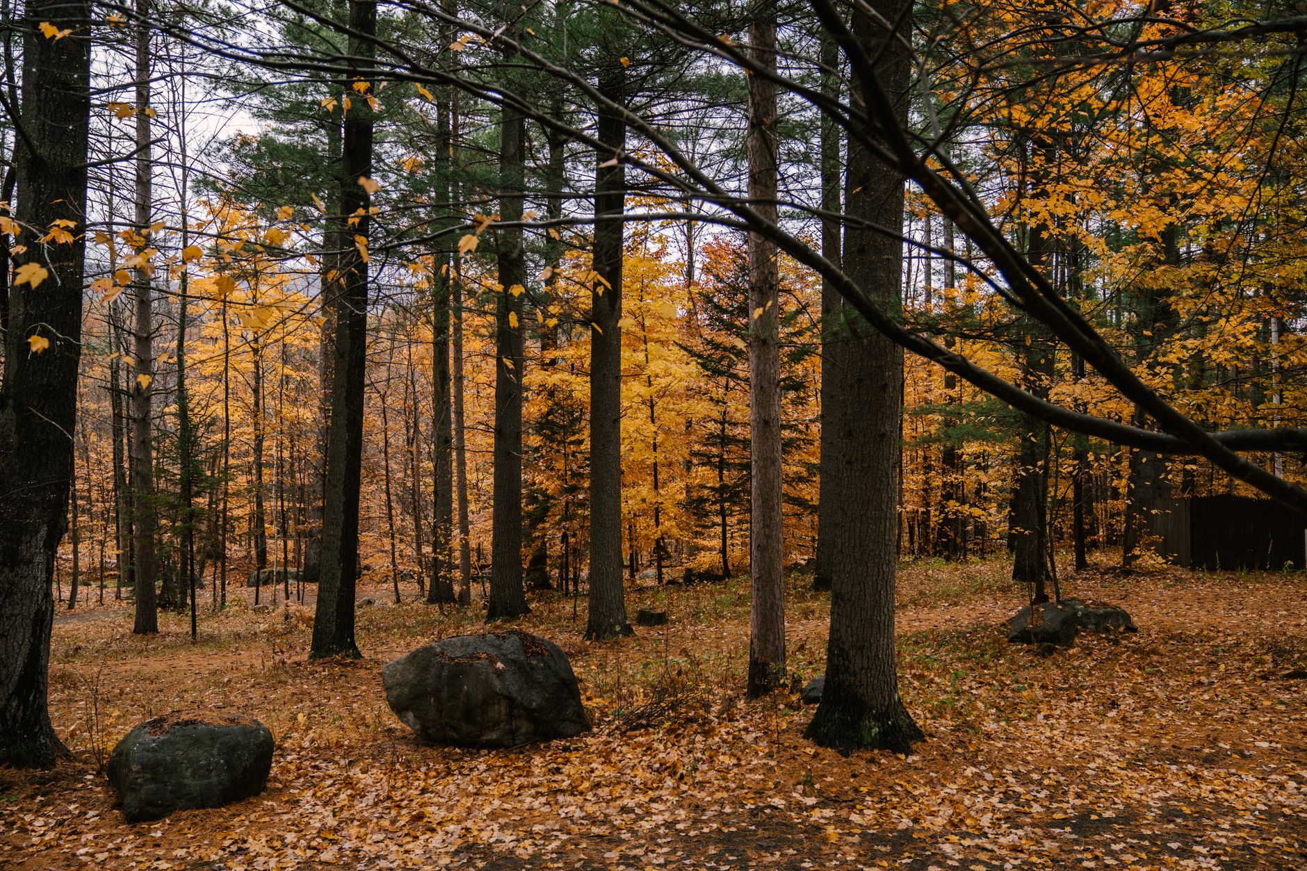 Arbres Poussant Dans La For t D automne Pendant La Journ e Photo Gratuite arbres-poussant-dans-la-for-t-d-automne-pendant-la-journ-e-photo-gratuite