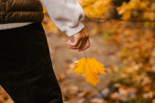 Unrecognizable person in warm clothes with vibrant yellow leaf on maple in hand in autumn forest in daytime on blurred background