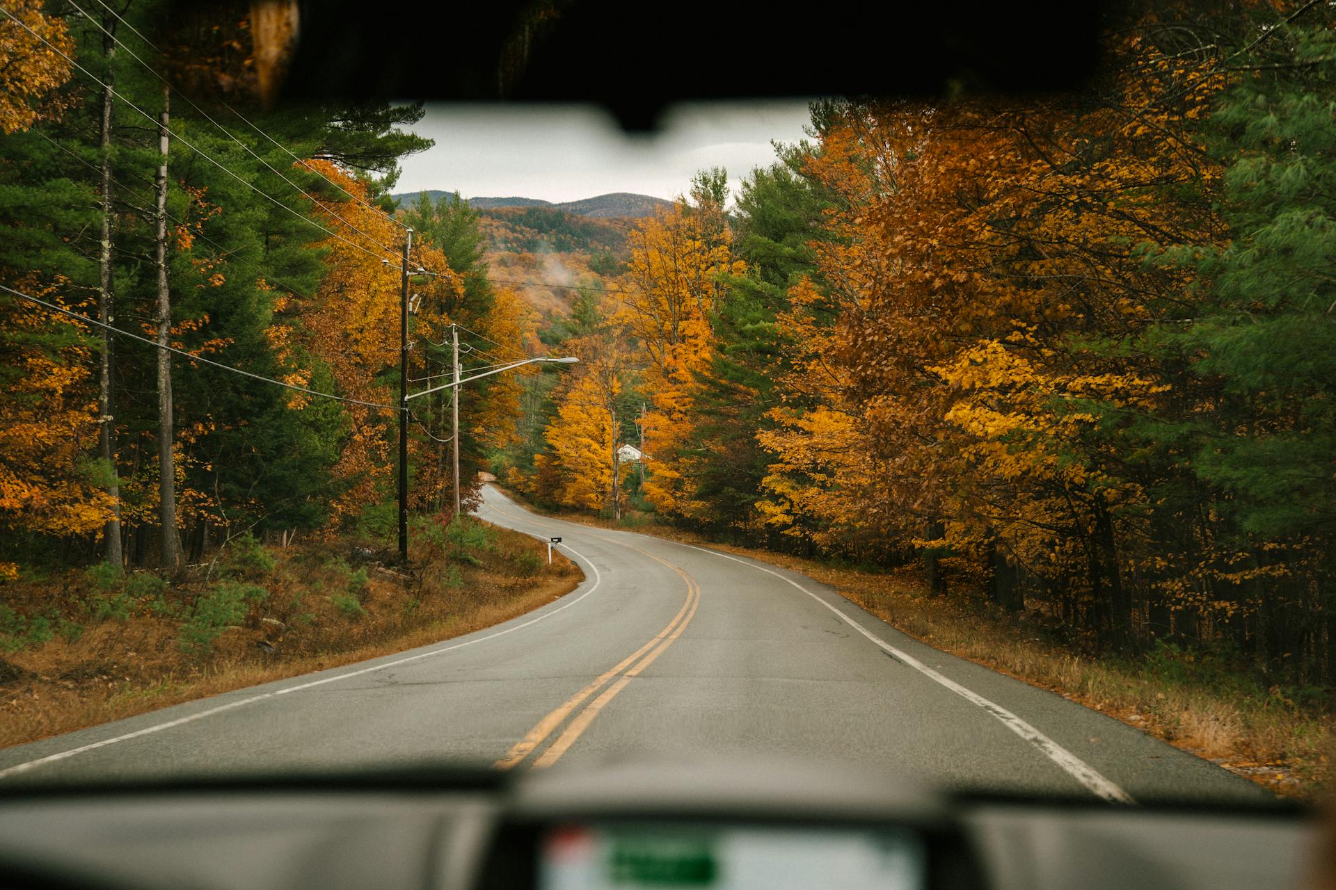 Asphalt road between vibrant trees in daytime