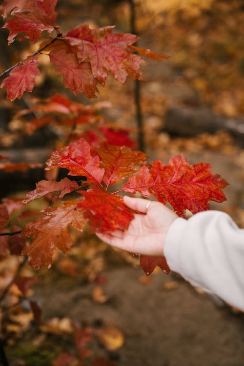 Безликий человек трогает яркие красные листья в лесу