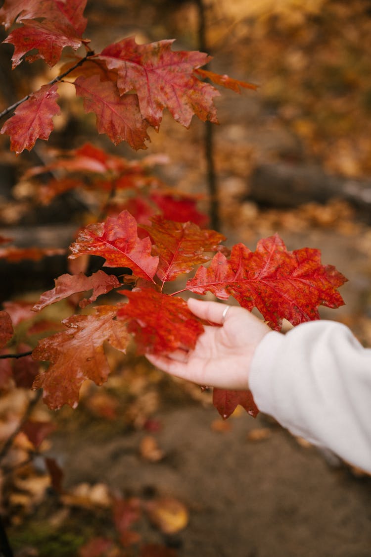 Faceless Person Touching Vivid Red Leaves In Forest