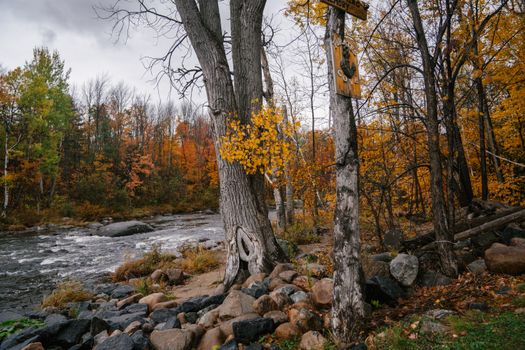 Overcast sky over river in forest