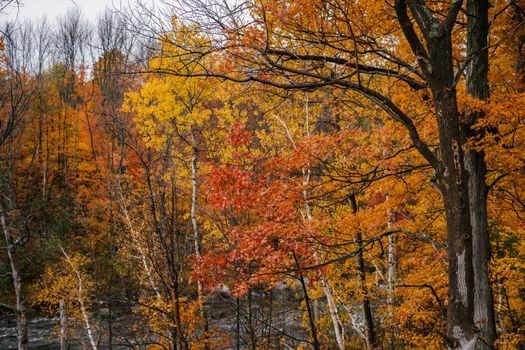 Gray sky over trees with thin trunks and vibrant red and yellow leaves in autumn forest in daytime