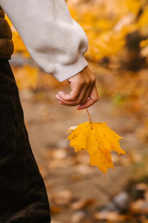 Unrecognizable person in warm sweater and pants with vibrant yellow leaf of maple in hand in woodland in autumn on blurred background