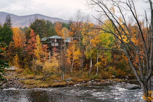 House in lush woodland with multicolored trees on coast of wild river next to mountain valley in autumn