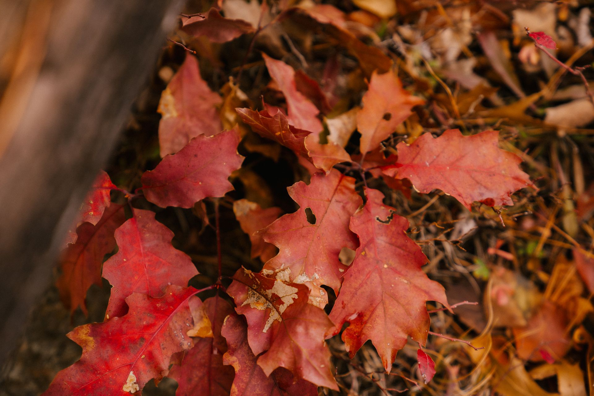 Red leaves of tree in forest