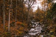 Brook among tall trees in autumn forest