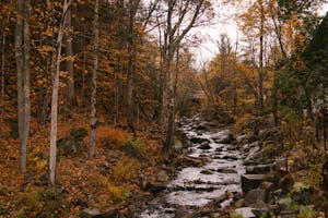 Brook among tall trees in autumn forest