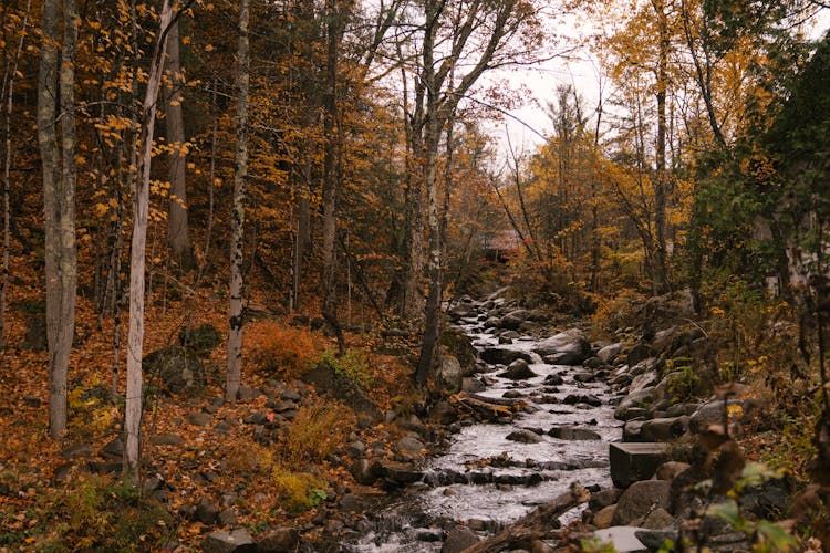 Brook Among Tall Trees In Autumn Forest