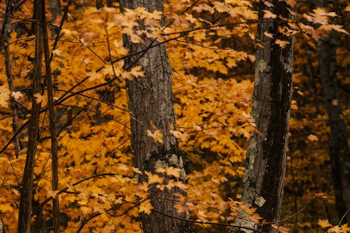 Tall dark brown thick trunks surrounded by long thin branches with vivid yellow foliage in autumn forest in daytime