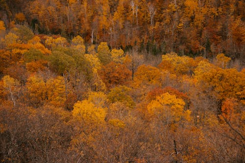 Autumnal forest with yellow and leafless trees