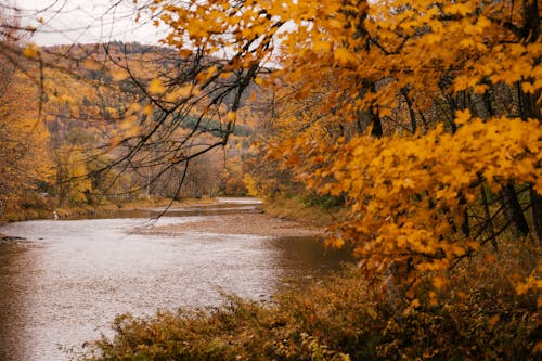 Picturesque autumn scenery of forest with yellow forest and calm shallow river on hilly terrain