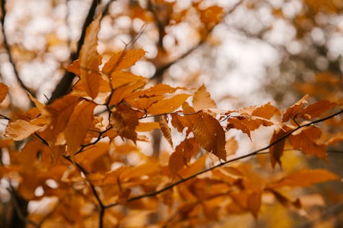 Free Fading autumn leaves on branch of tree on blurred background of autumn forest Stock Photo