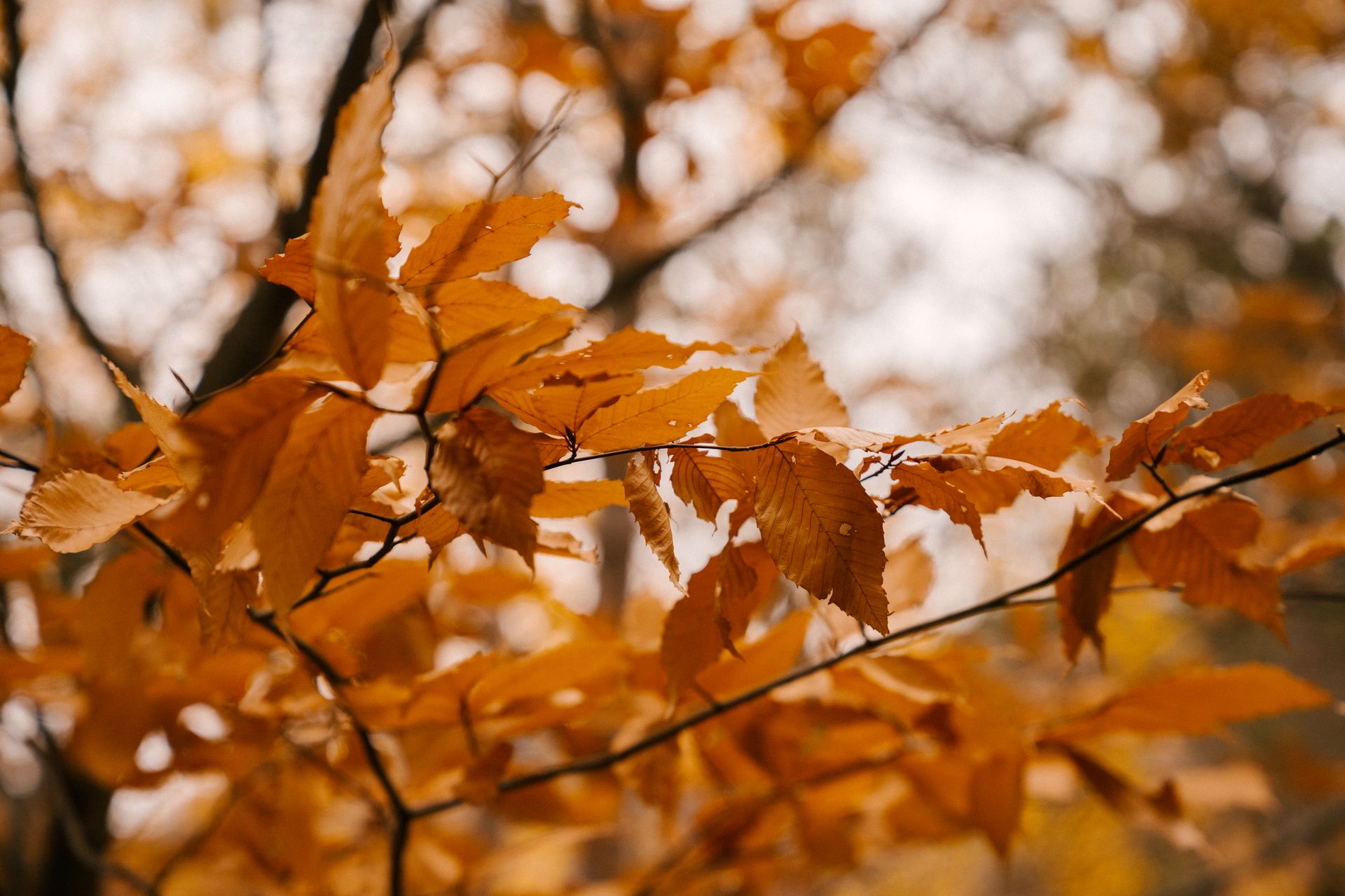 Fading autumn leaves on branch of tree on blurred background of autumn forest