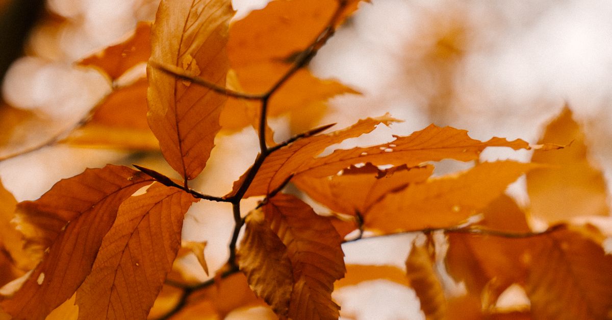 Fading Tree Fading autumn leaves on branch of tree · Free Stock Photo