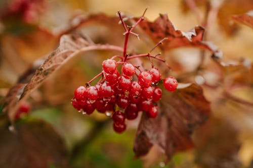 Red berries on branch after rain