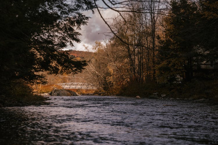 Forest Bathing: A Gateway to Holistic Health and Environmental Awareness thumbnail