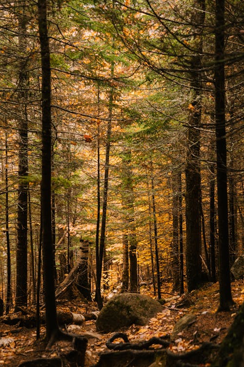 Free Fading coniferous trees in autumn forest Stock Photo