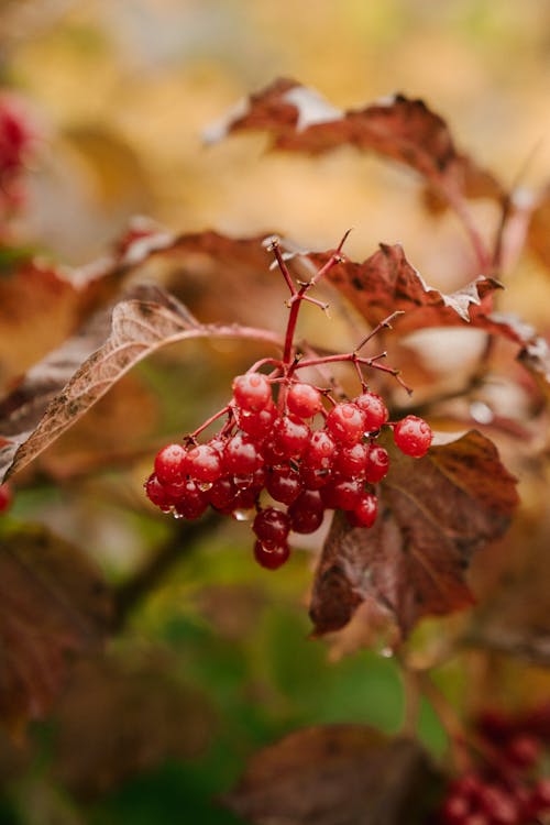 Red berries of Viburnum opulus in autumn forest