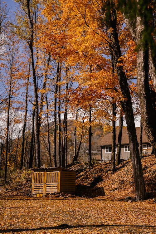 秋天的树林，山附近的木房子里