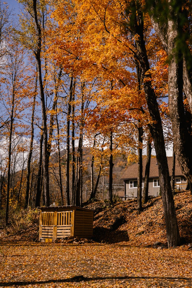 Wooden House In Autumn Forest Near Hill