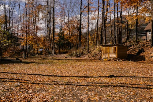 在郊區的秋天樹林裡的木屋
