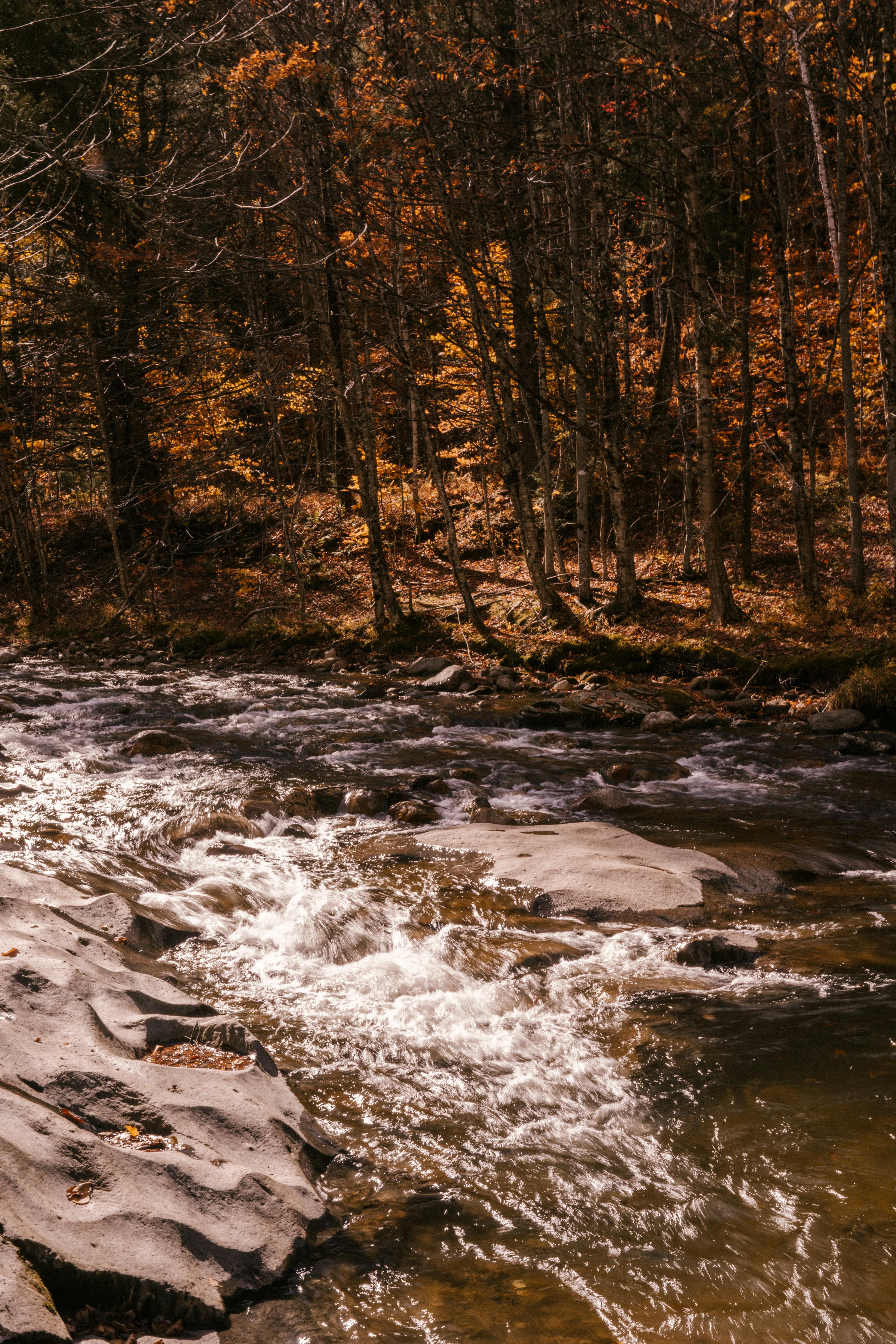 river streaming through stones in autumn forest