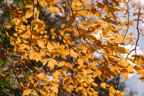 Tree branches with yellow foliage in sunlight