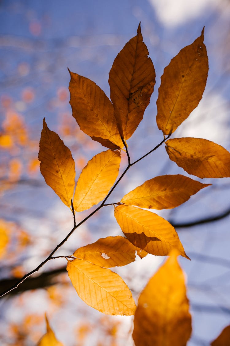 Autumn Leaves On Thin Twigs Of Branch