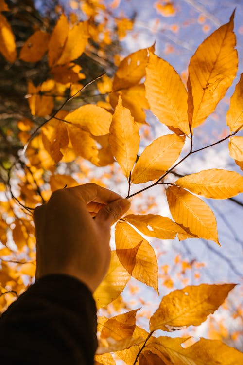 Free Person showing dried autumn leaves on branch Stock Photo
