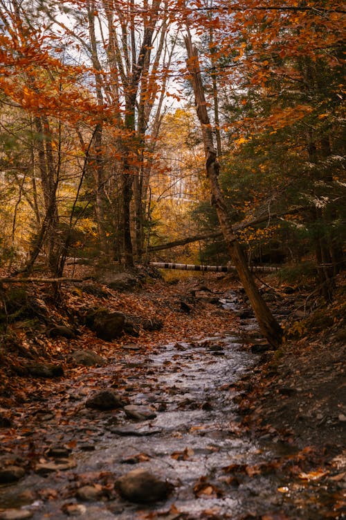 Narrow stream flowing through forest with tall trees and colorful foliage with fallen leaves on ground in autumn day in nature