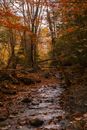 Narrow stream flowing through forest with tall trees and colorful foliage with fallen leaves on ground in autumn day in nature