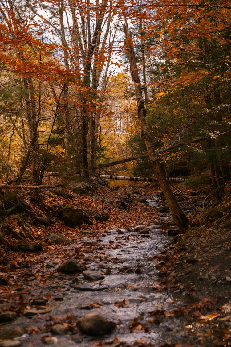 Autumnal Forest With Flowing Stream