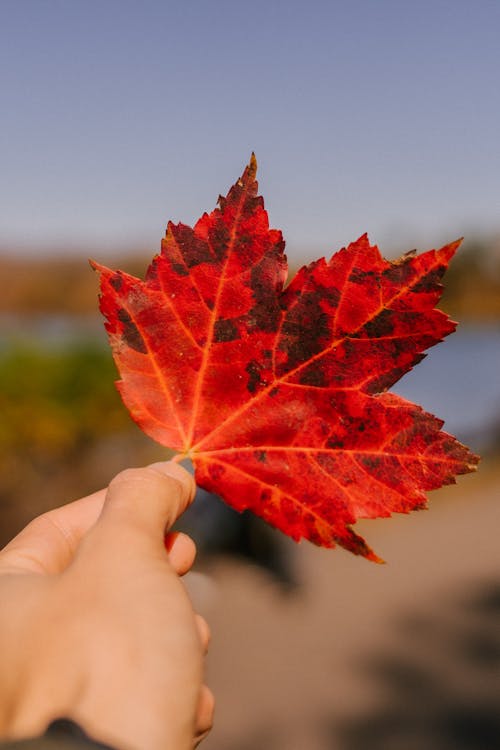 Unrecognizable person demonstrating fallen red leaf of maple tree while standing in forest in nature on sunny autumn day with blurred background