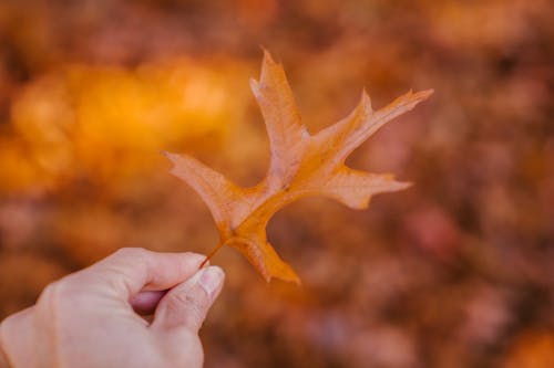 Crop person with autumn leaf