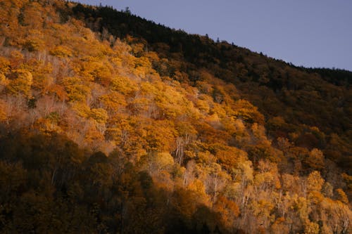 Free Picturesque scenery of lush trees with yellow leaves growing on slope of hill in forest on autumn day under sunlight Stock Photo