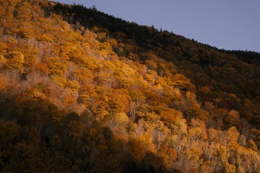秋日阳光下，山坡上的森林树木繁茂，黄叶满枝，风景如画