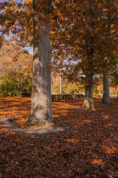 Tree trunks in autumn forest