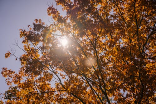 Tree branches against blue sky