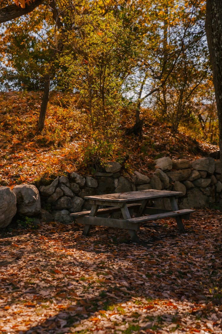 Wooden Table In Autumn Forest