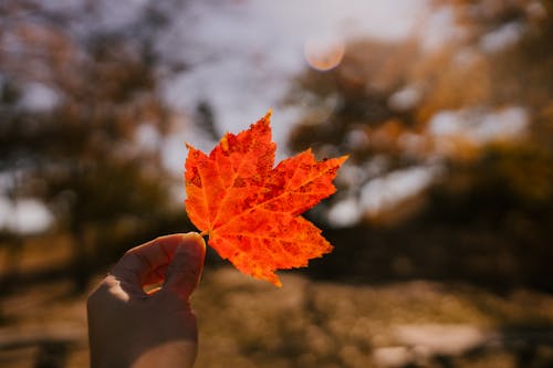 Unrecognizable person demonstrating small red maple leaf while standing in forest on sunny autumn day with blurred background in nature