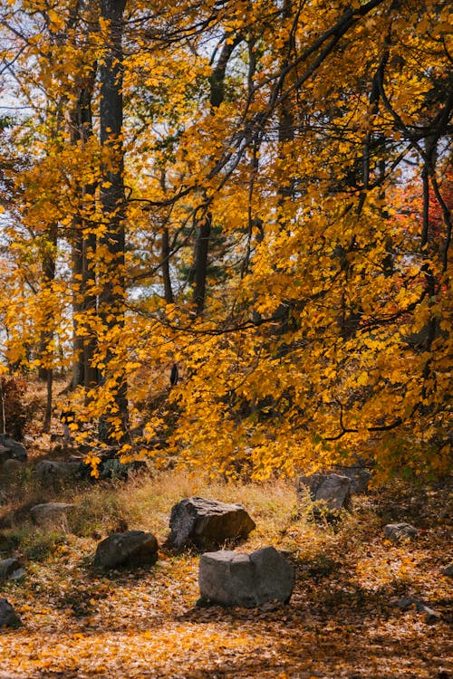 Tall trees with yellow leaves on branches growing in forest with dry leaves and stones on ground on autumn day