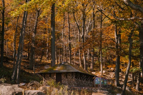 Cabaña De Piedra En El Bosque De Otoño