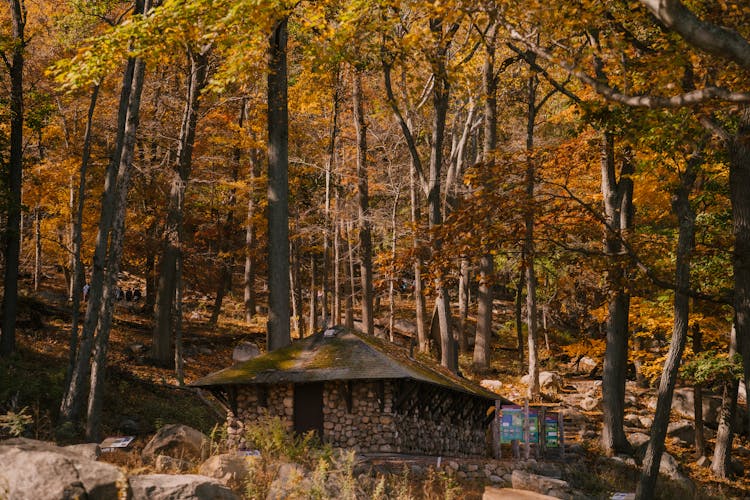 Stone Cabin In Autumn Woods