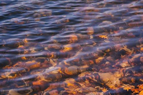 免費 在秋日蕩漾的河水 圖庫相片
