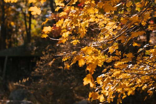 Branches of tree with yellow leaves growing in woods on autumn day in countryside under sunlight on blurred background in nature