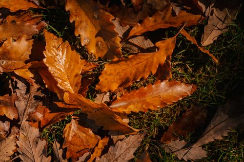 Free From above of heap of dry yellow leaves of tree covering grassy ground in forest in autumn day in nature Stock Photo