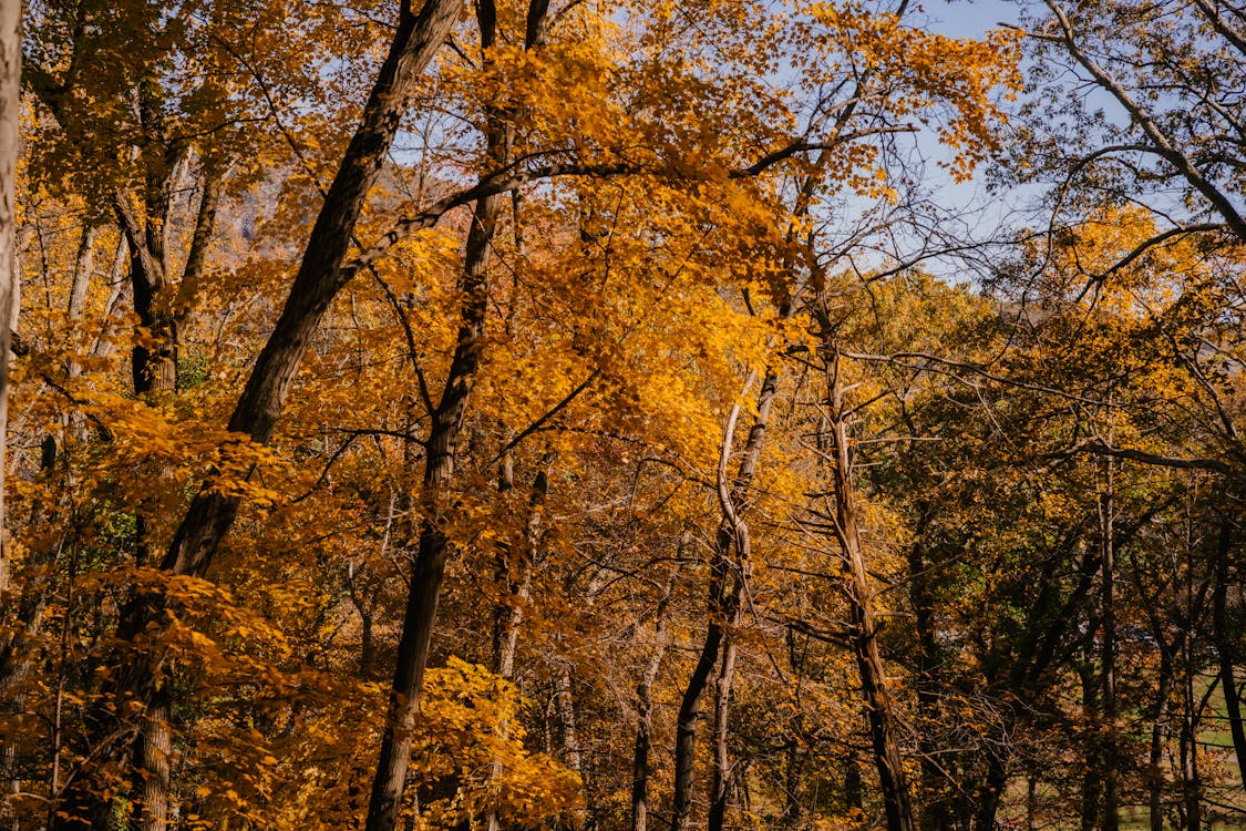 From below of tall trees with thin trunks and lush yellow leaves on branches growing in woodland on autumn day in nature