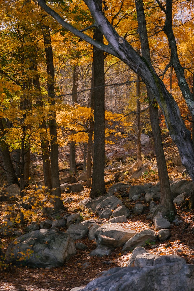 Tree Growing In Autumn Forest